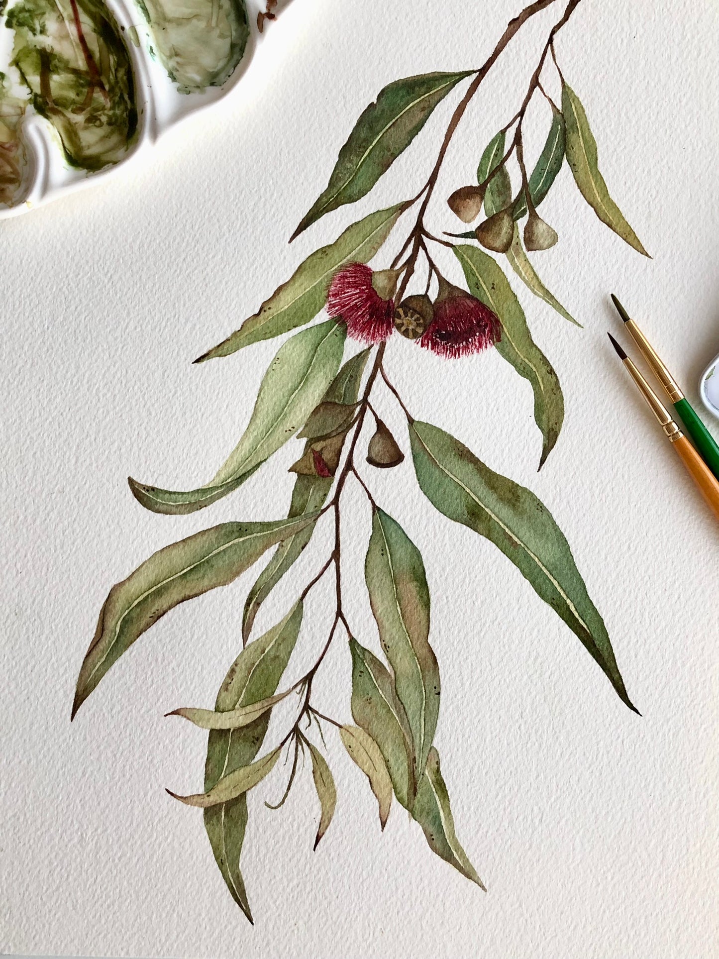 Watercolor Eucaliptus